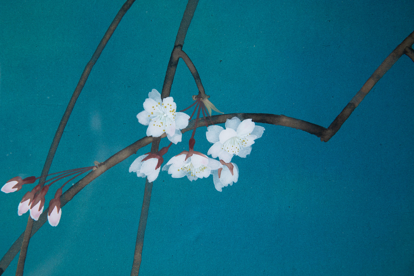 Dreaming Moon painting with cherry blossoms and a faint moon reflection by Susumu Maki in Nihonga style
