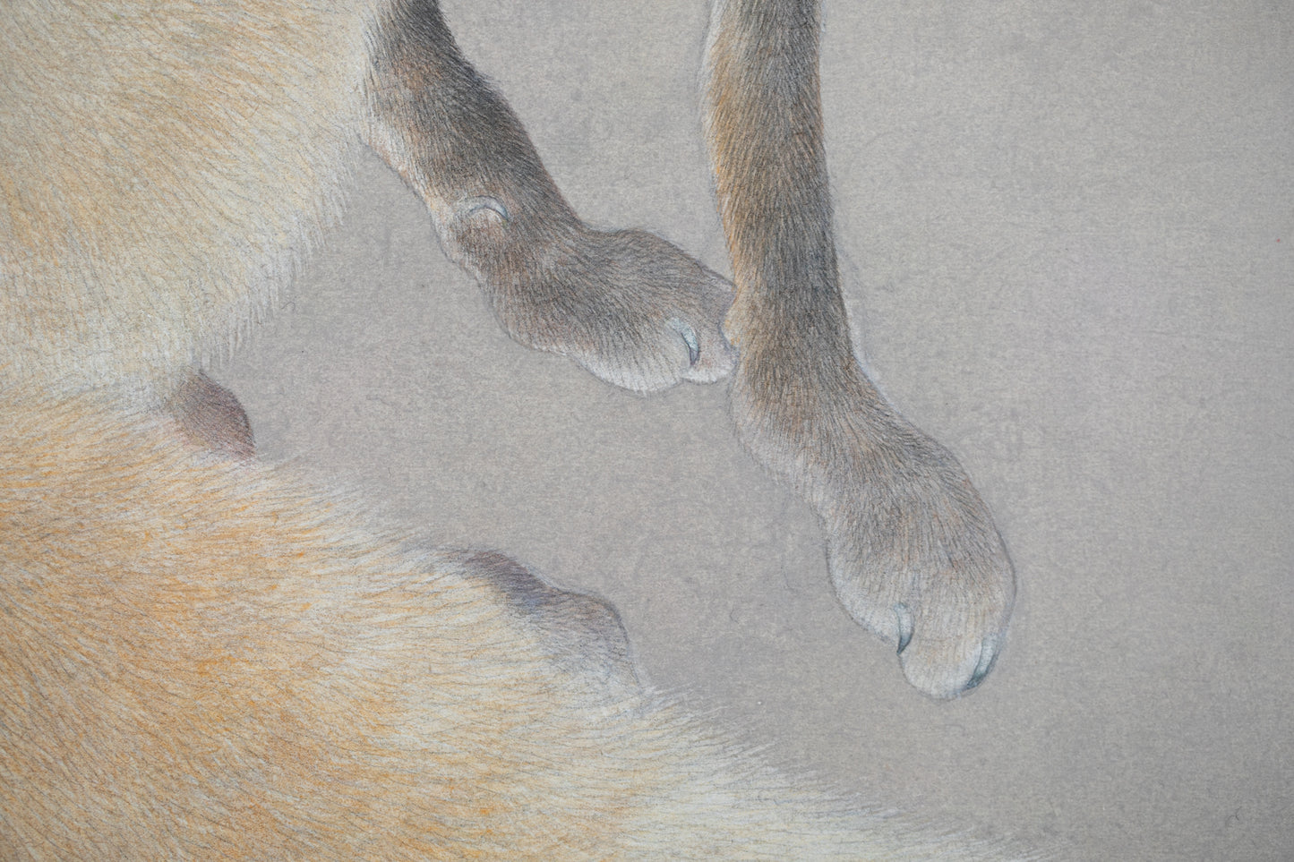 alt="Close-up detail of Kitsune (The Fox) painting showing the fox’s fur texture and piercing gaze by Koichi Takeuchi in Nihonga style"
