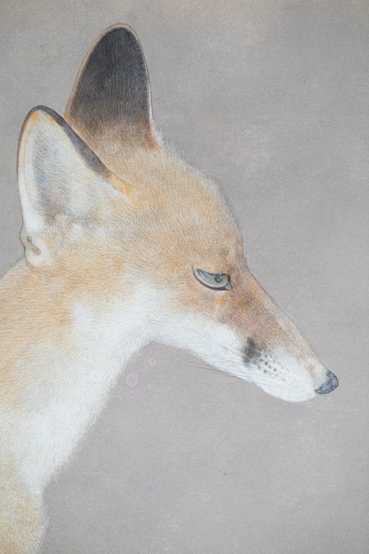 alt="Close-up detail of Kitsune (The Fox) painting showing the fox’s fur texture and piercing gaze by Koichi Takeuchi in Nihonga style"
