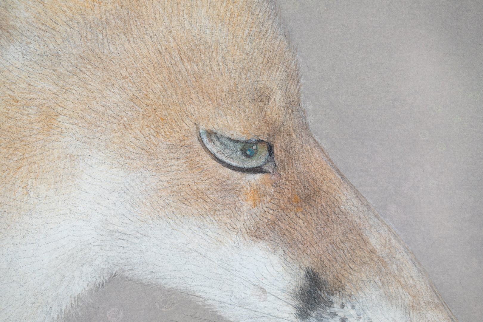 alt="Close-up detail of Kitsune (The Fox) painting showing the fox’s fur texture and piercing gaze by Koichi Takeuchi in Nihonga style"
