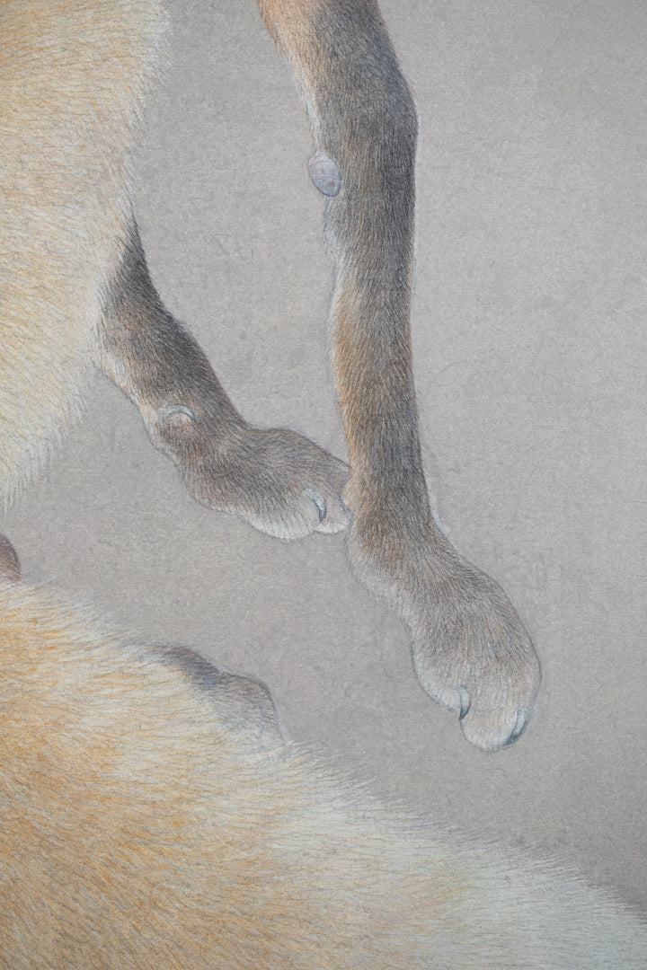 alt="Close-up detail of Kitsune (The Fox) painting showing the fox’s fur texture and piercing gaze by Koichi Takeuchi in Nihonga style"
